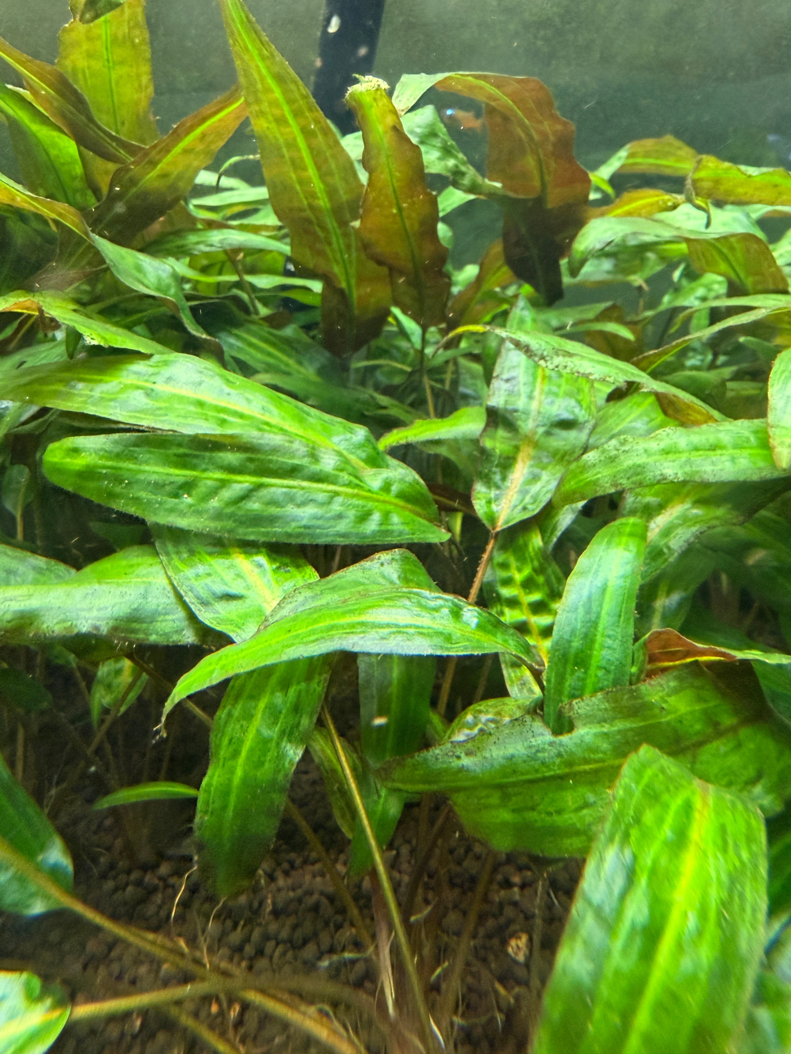 Cryptocoryne wendtii