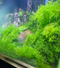 Christmas Moss