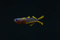 Forktail Blue eyes Rainbowfish