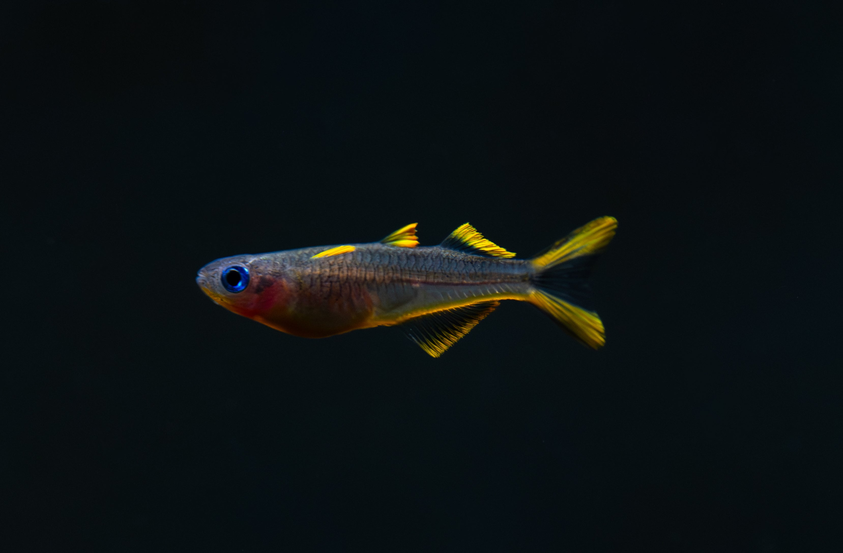 Forktail Blue eyes Rainbowfish