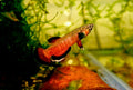 Betta Albimarginata Pair