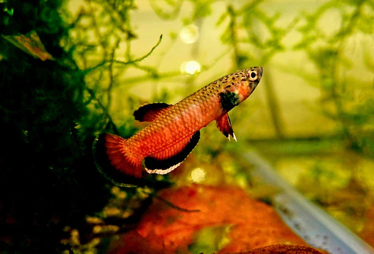 Betta Albimarginata Pair