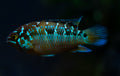 Ivanacara Bimaculata