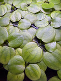 Amazon Frogbit