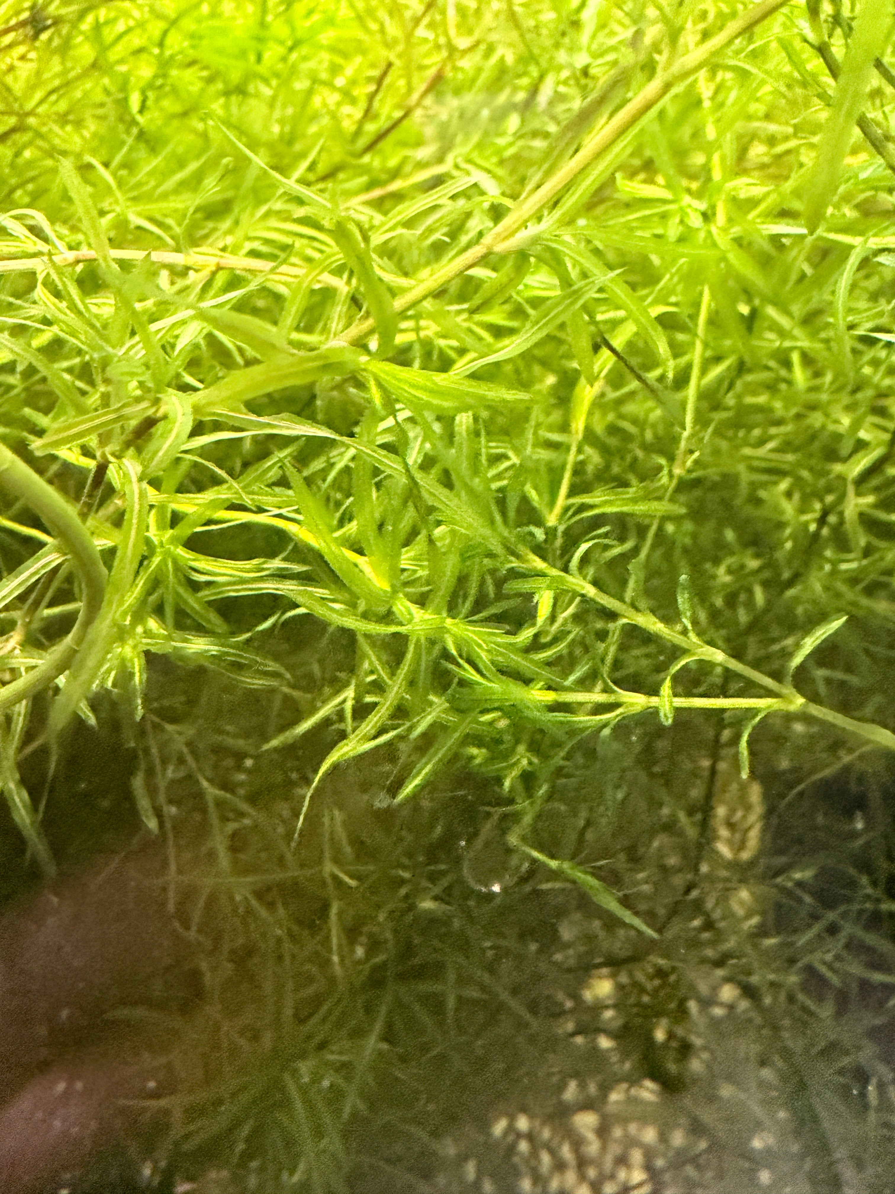 Guppy Grass