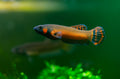 Betta Mactostoma