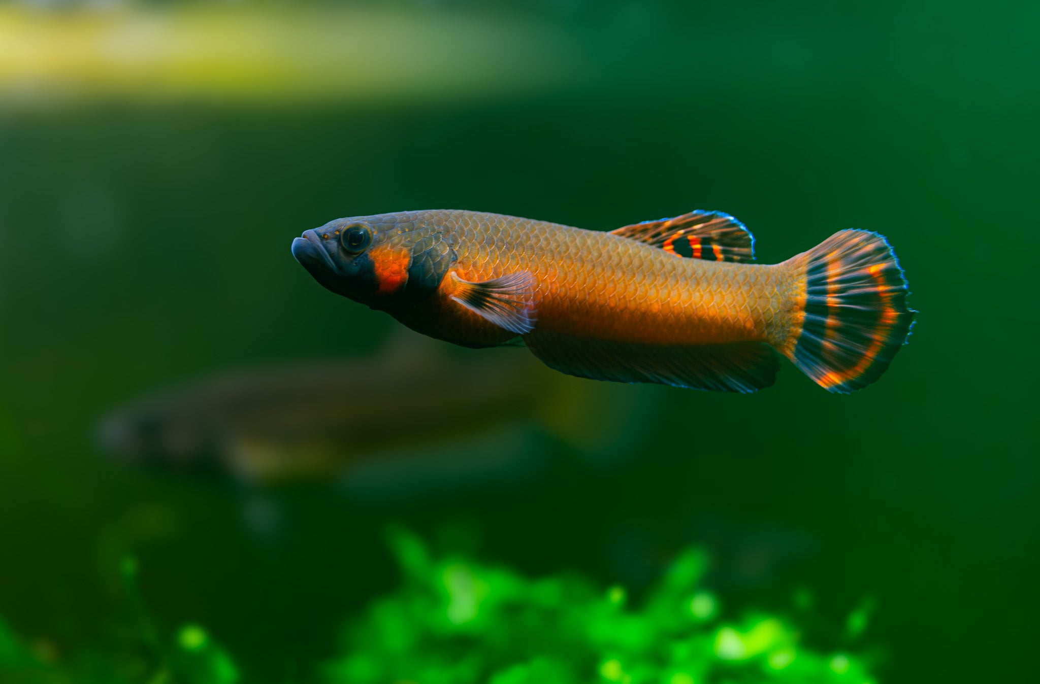 Betta Mactostoma