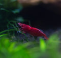 Sakura Red Cherry Shrimp