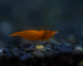 Orange Pumkin Shrimp
