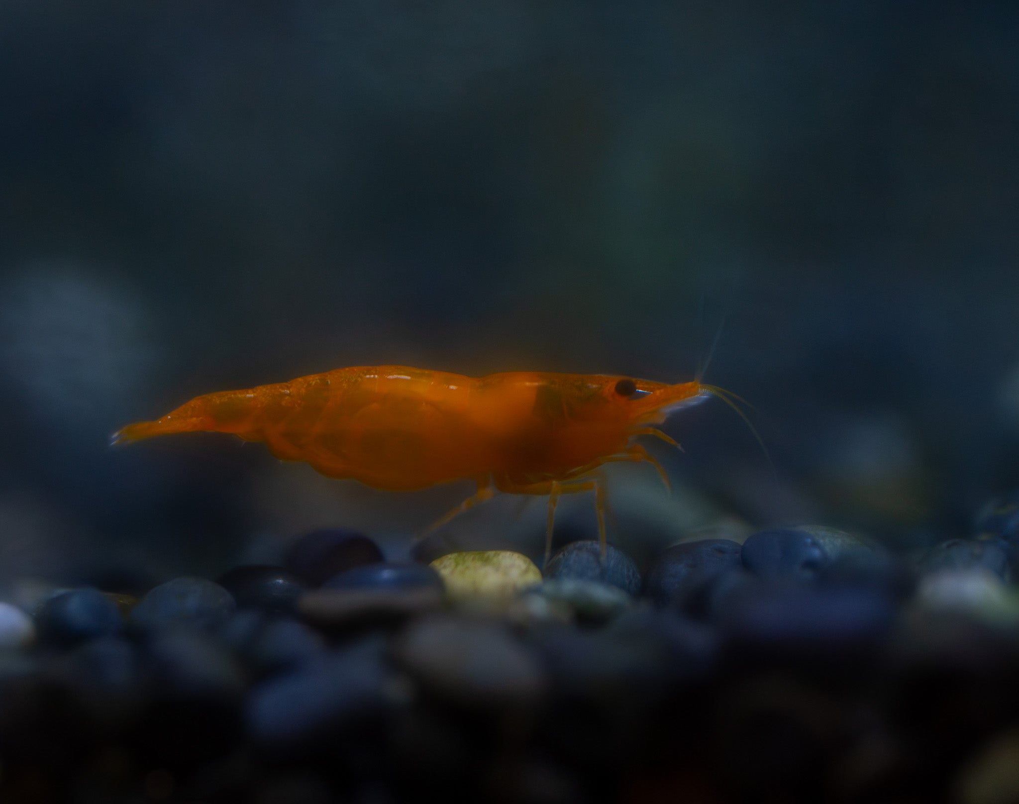 Orange Pumkin Shrimp