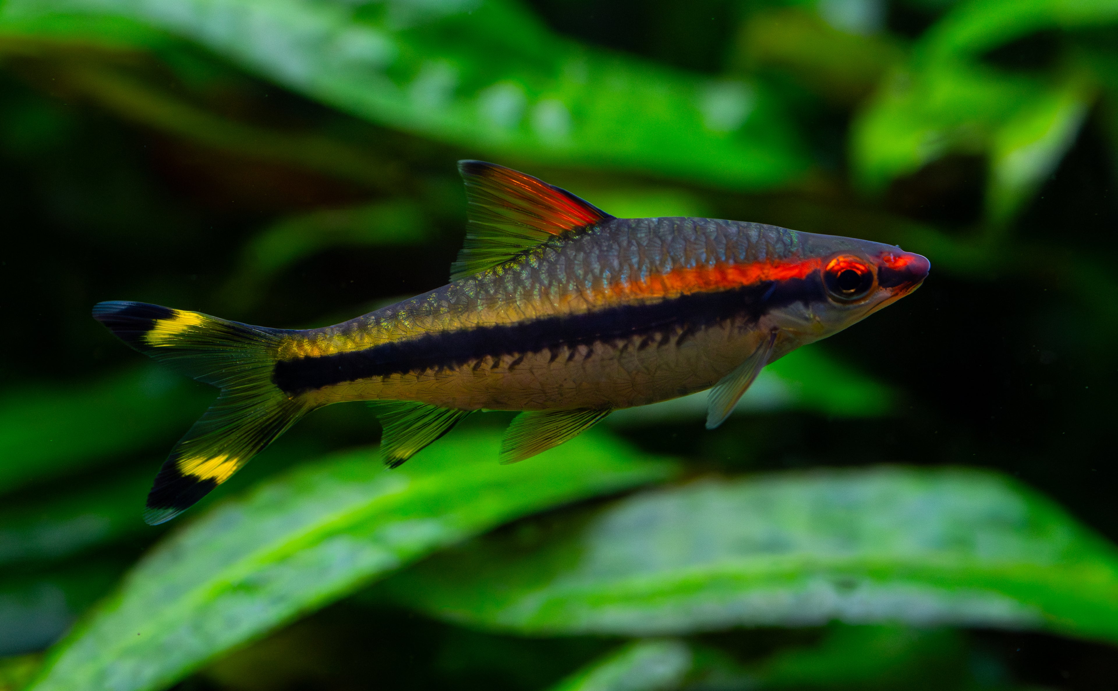 Large Roseline Shark (Denison Barb)