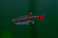 White Cloud Mountain Minnow