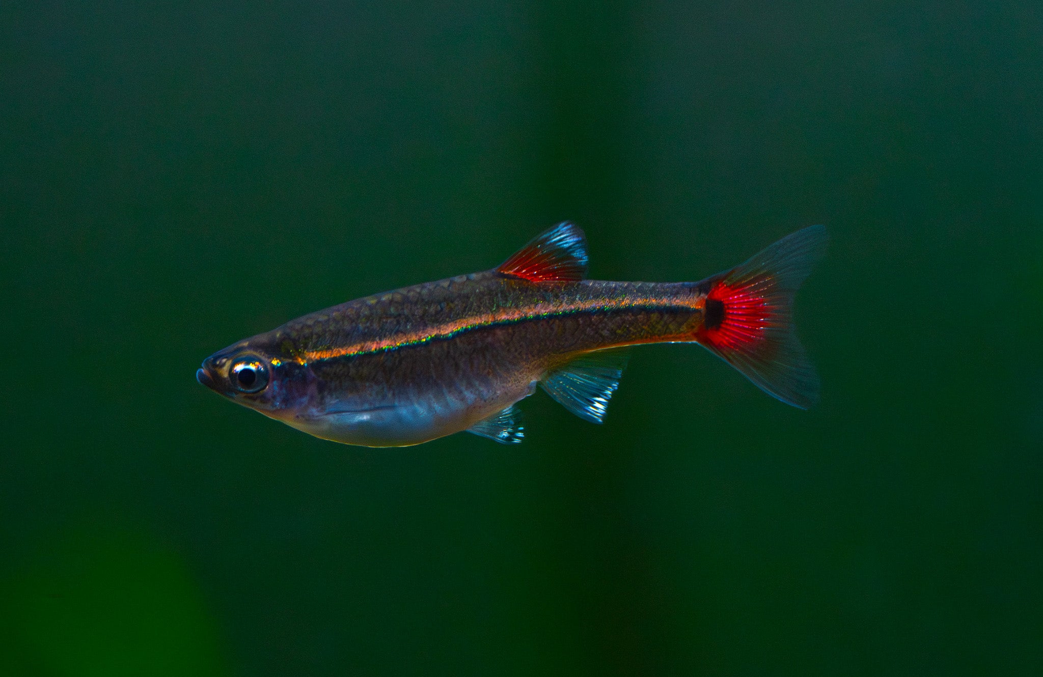 White Cloud Mountain Minnow
