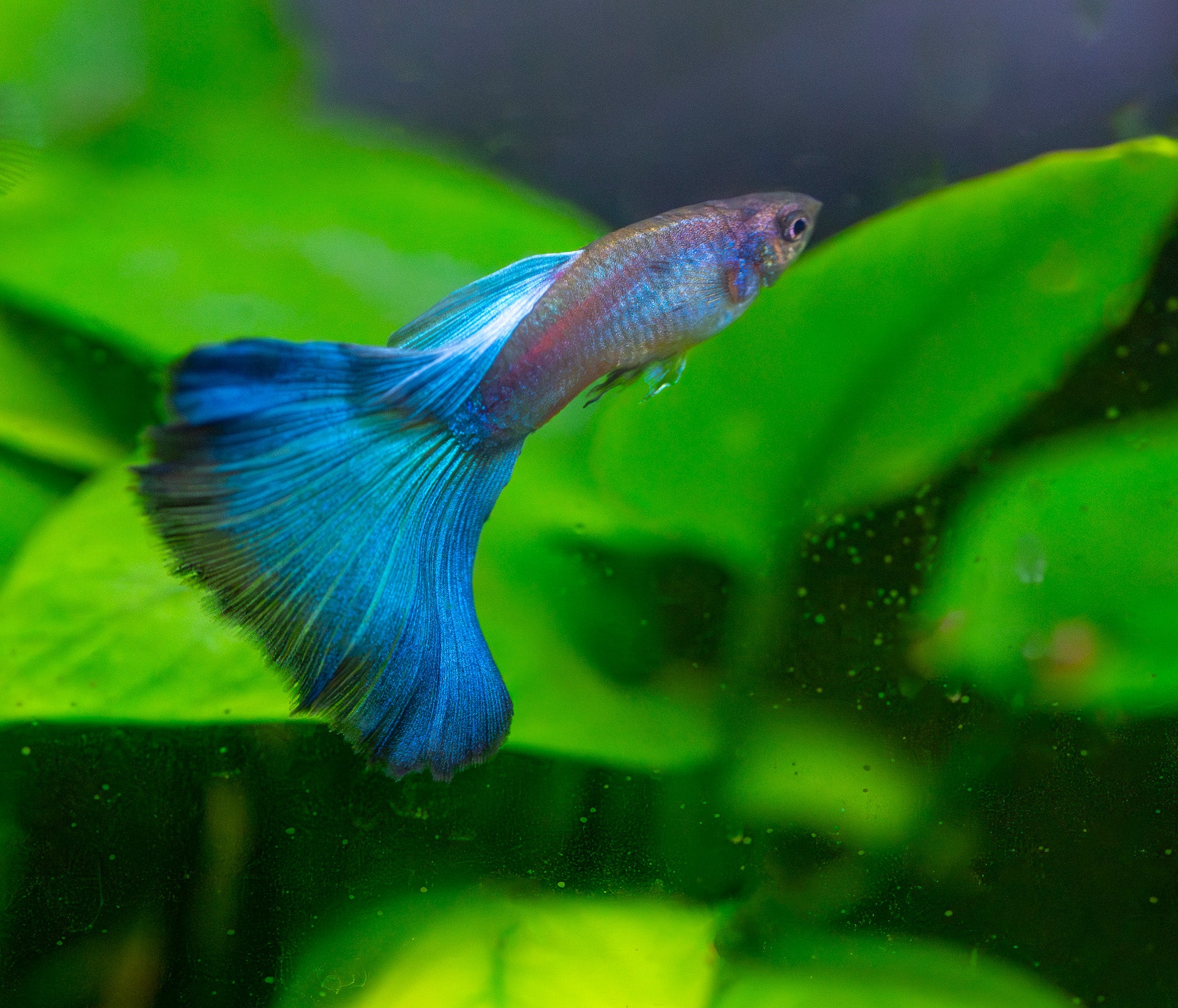 Green Moscow Guppy Pair