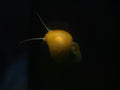 Mystery Snail