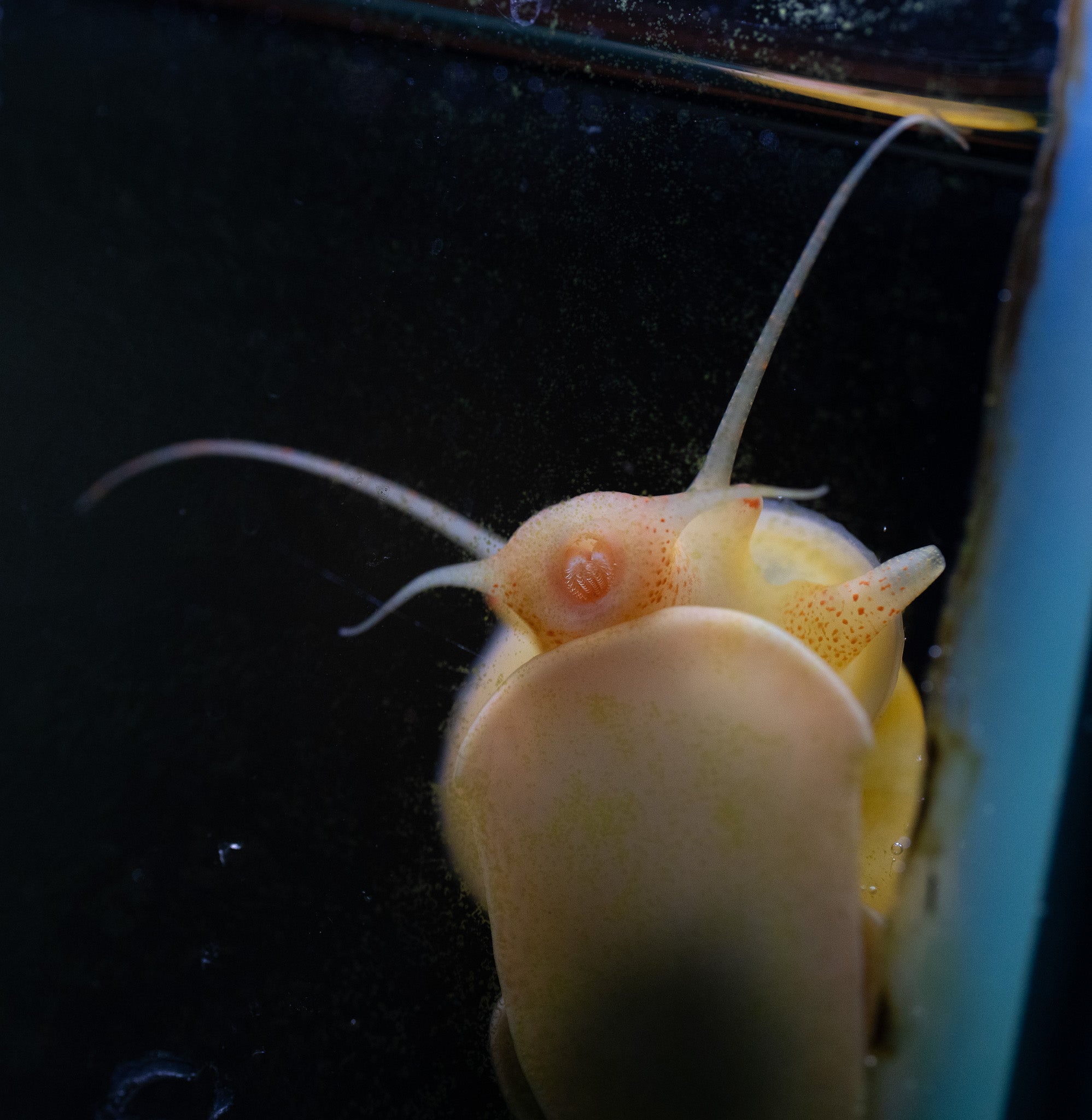 Mystery Snail