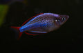 Dwarf Neon Rainbowfish