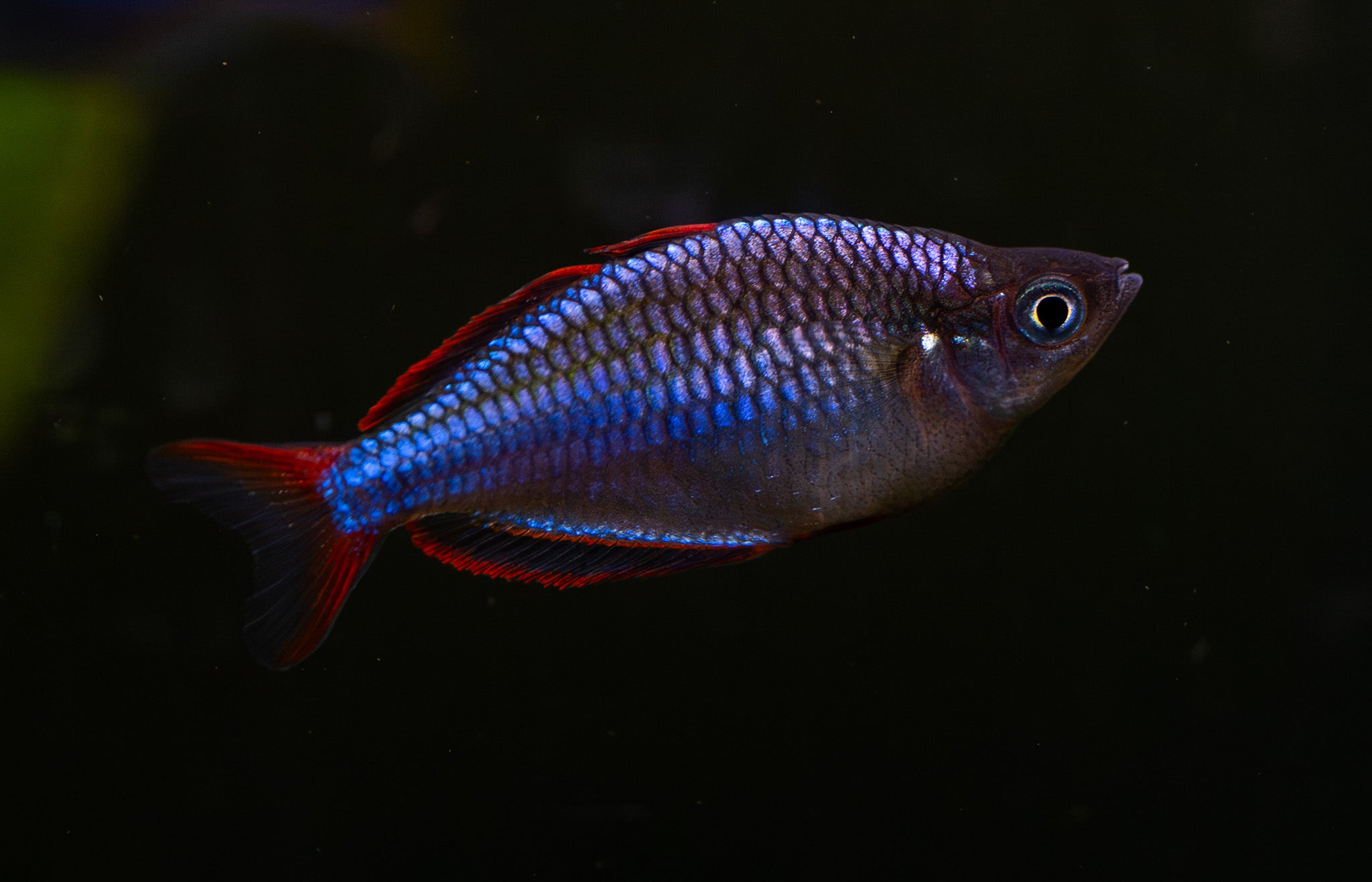 Dwarf Neon Rainbowfish
