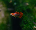 Short Body Red Tuxedo Guppy Pairs