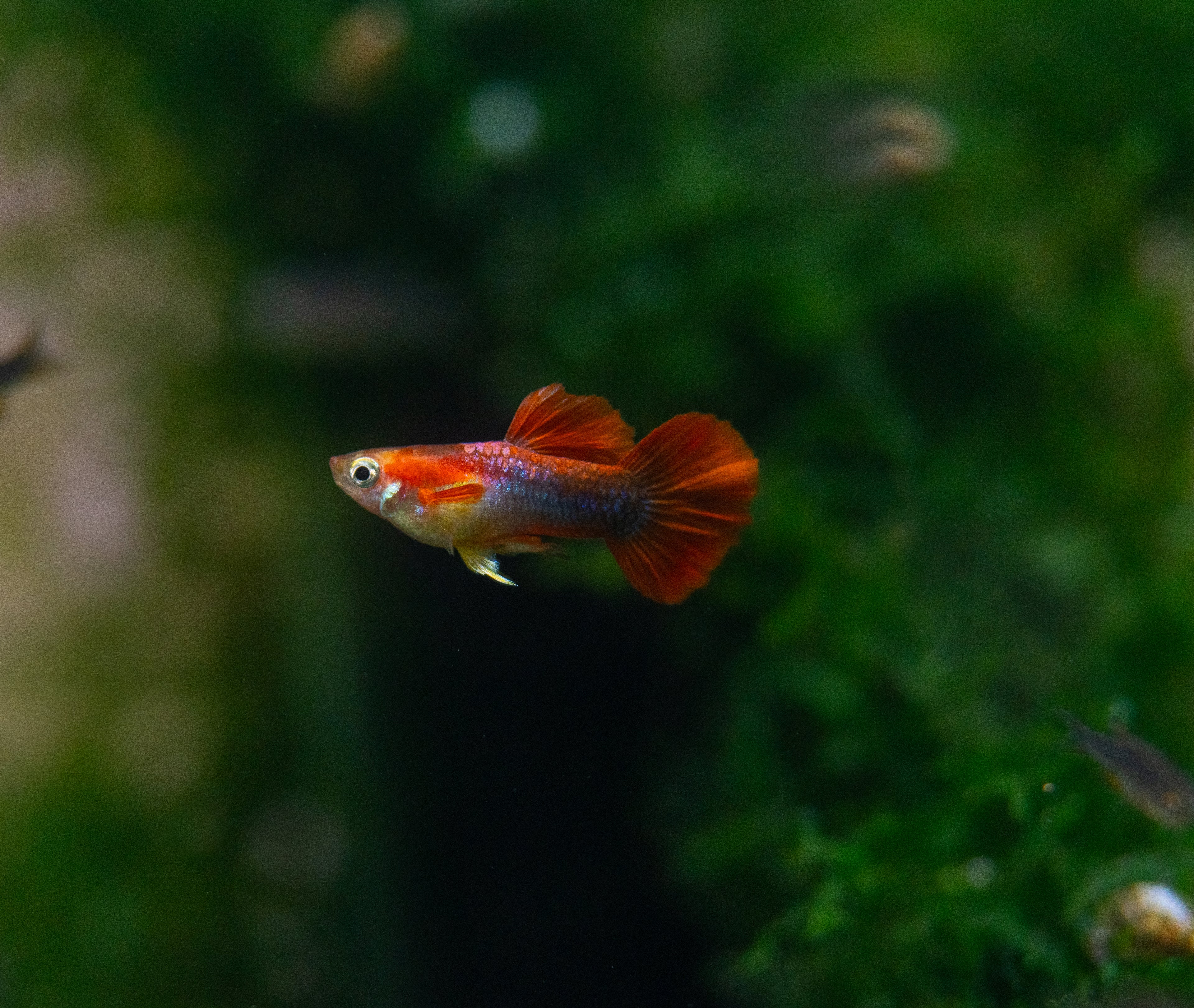 Short Body Red Tuxedo Guppy Pairs