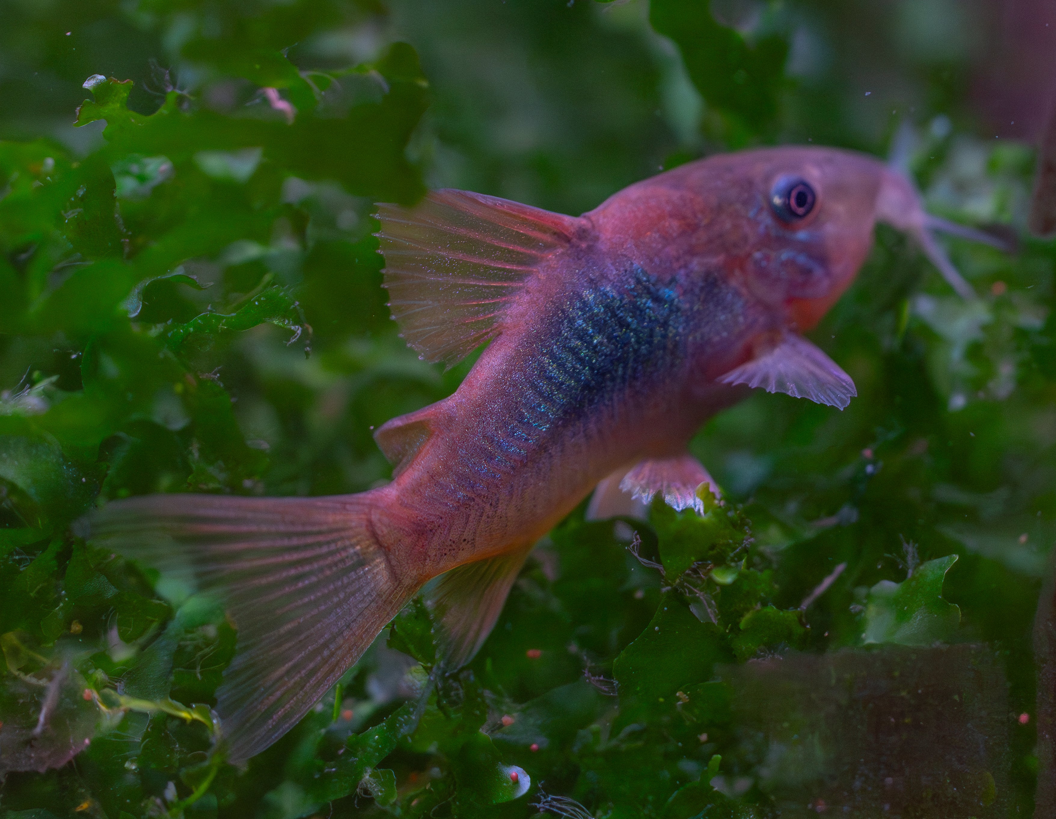 Bronze Cory
