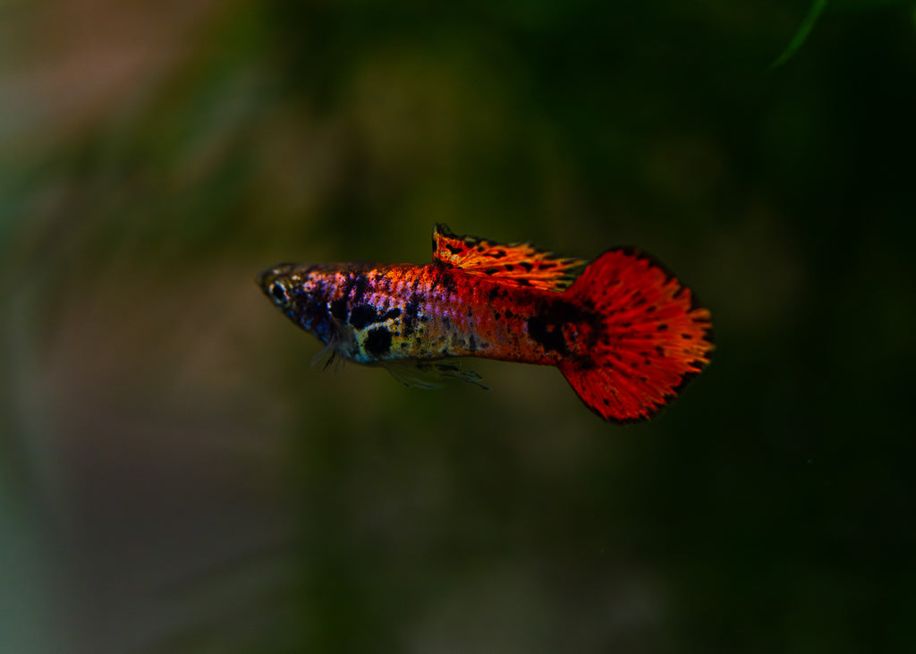 Magenta Tiger Guppy Pair