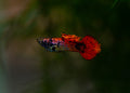 Magenta Tiger Guppy Pair