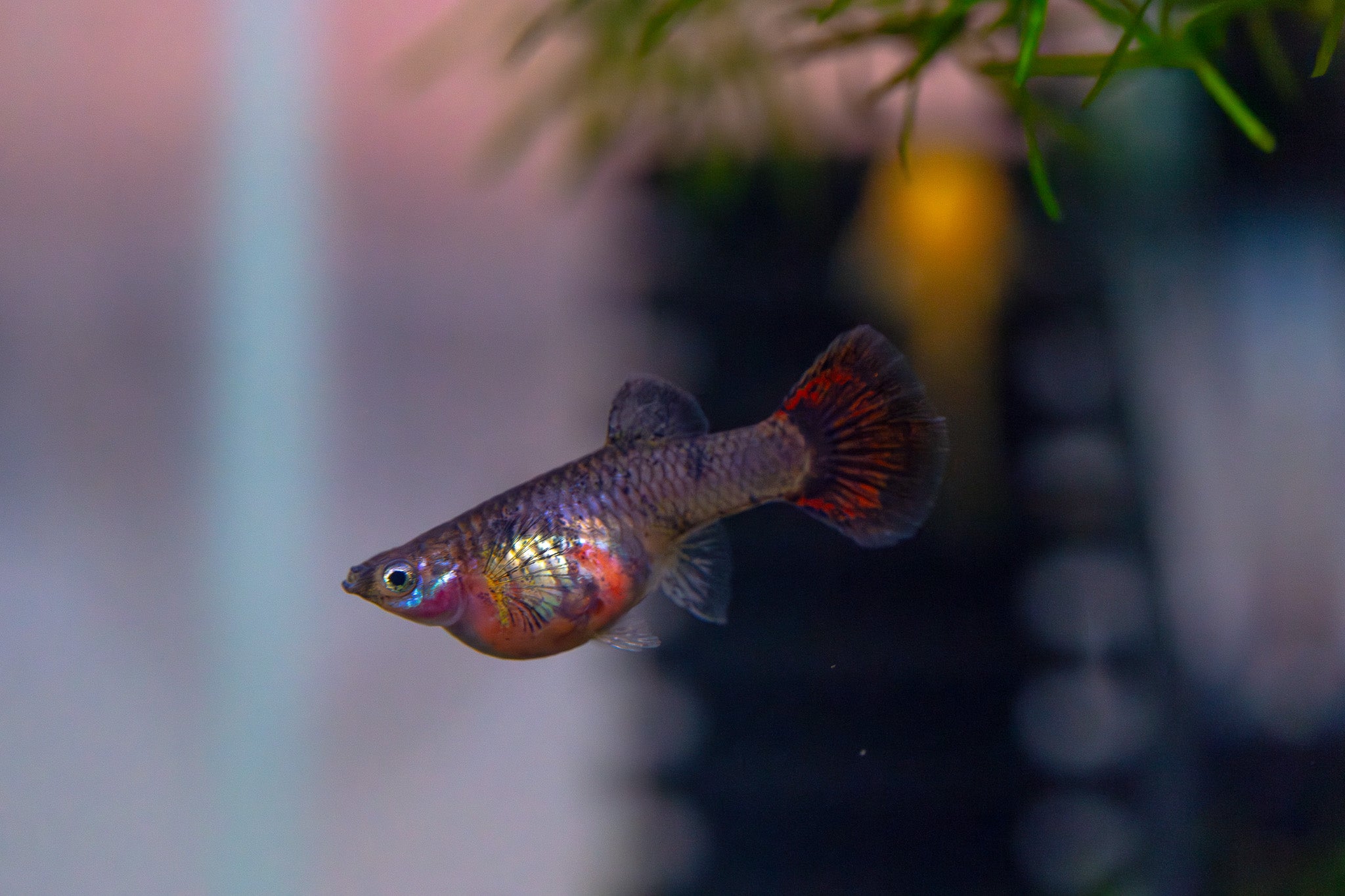 Magenta Tiger Guppy Pair
