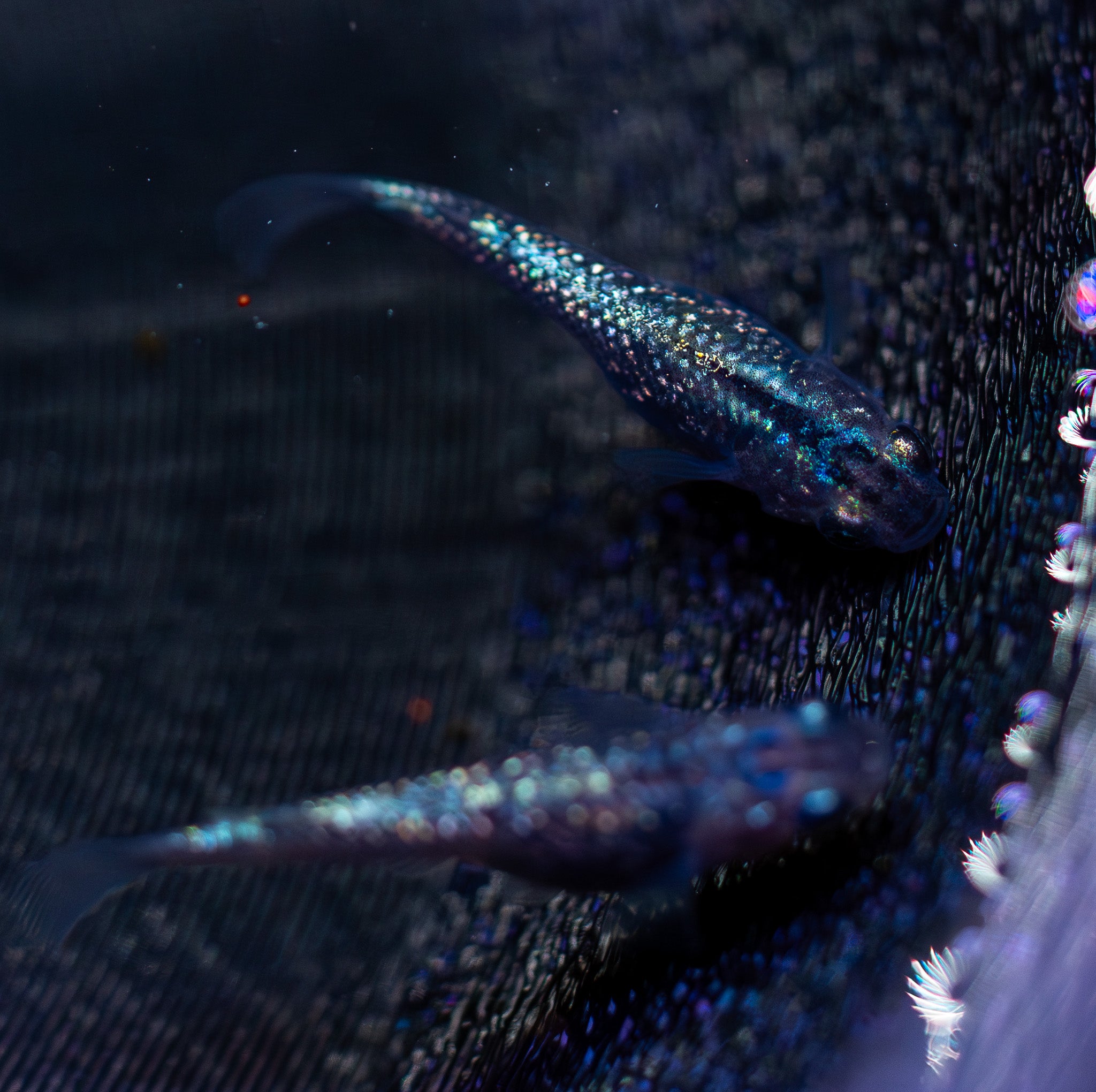 Blue Sapphire Medaka RIcefish