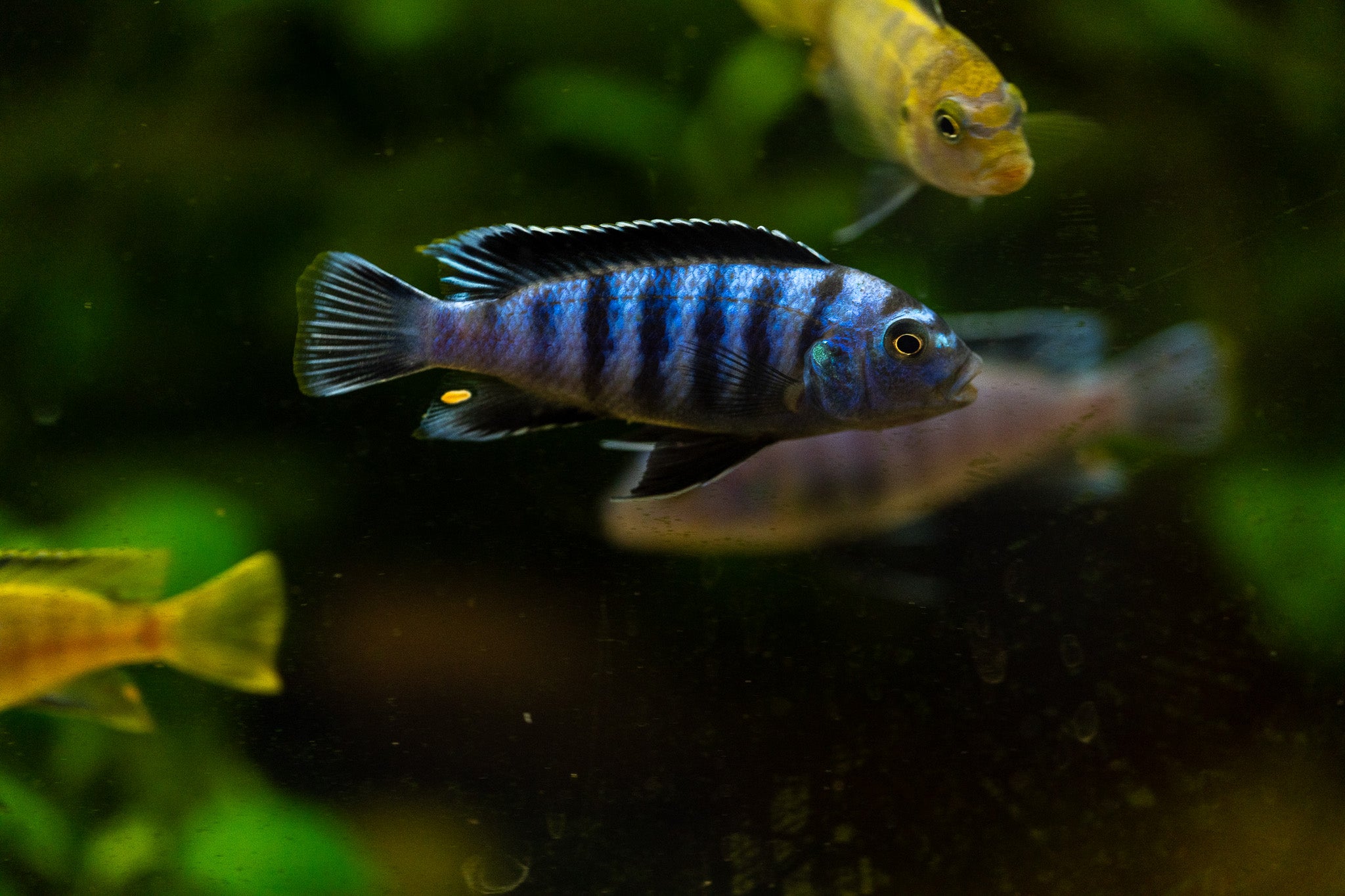 Chindongo Saulosi