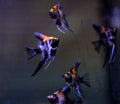 Koi Angelfish