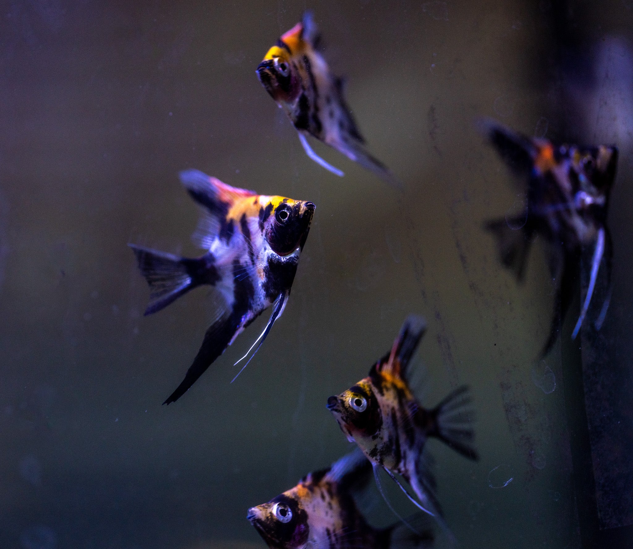 Koi Angelfish