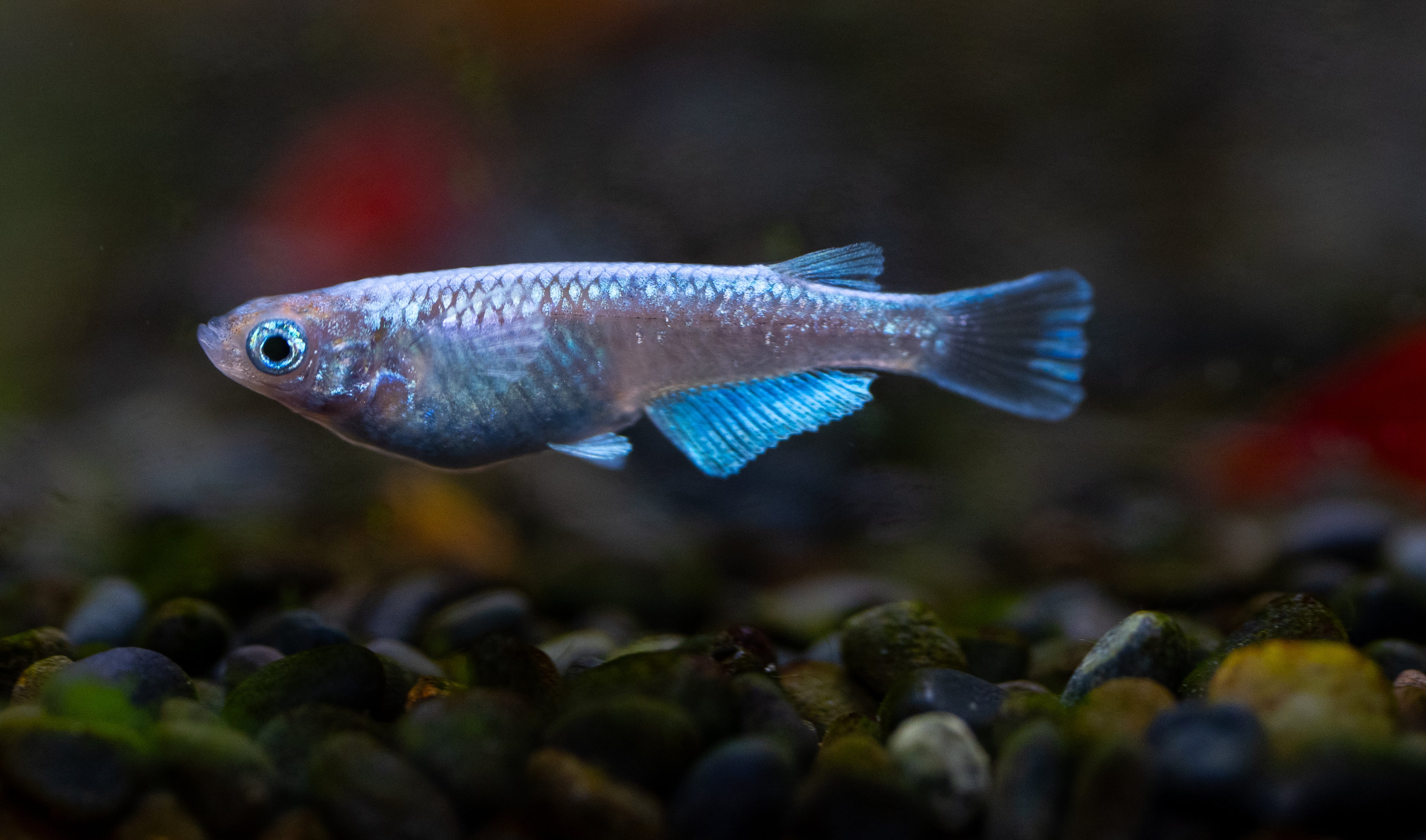 Platinum Medaka Ricefish