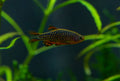 Celestial Pearl Danio