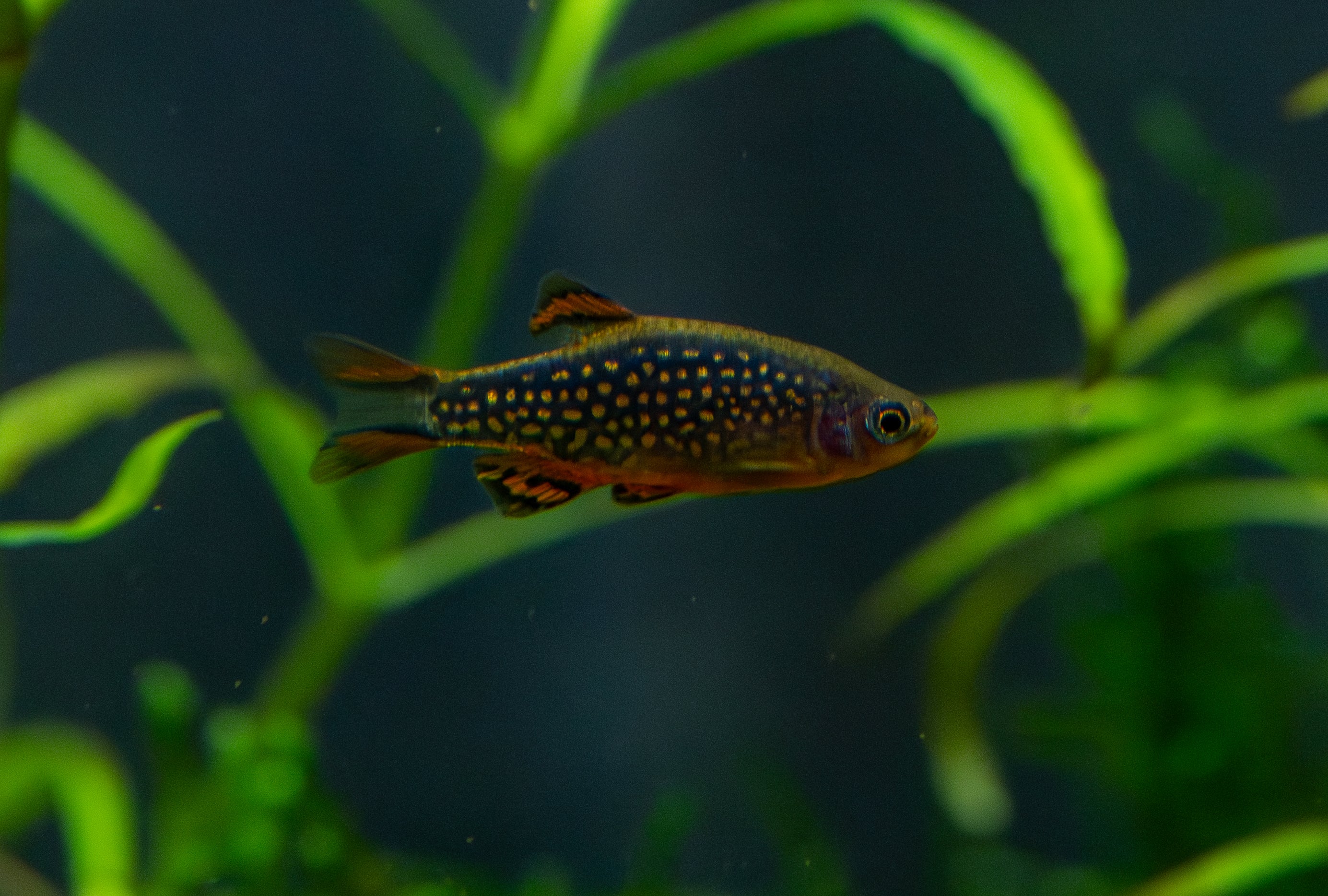 Celestial Pearl Danio