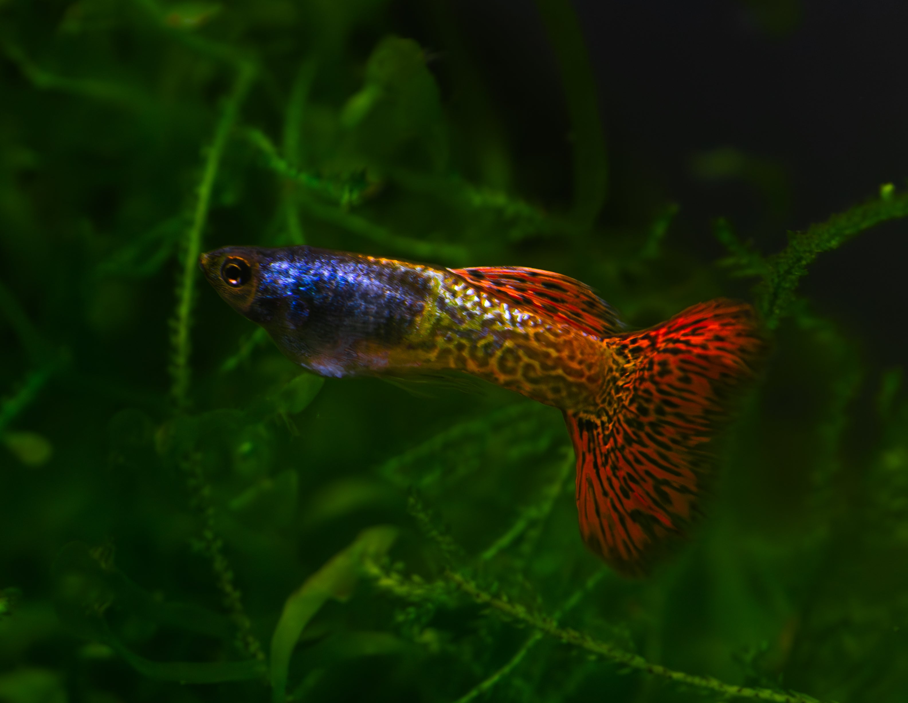 Red Lace Metal Head Guppy pair