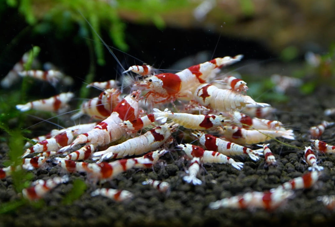 Crystal Red Shrimp