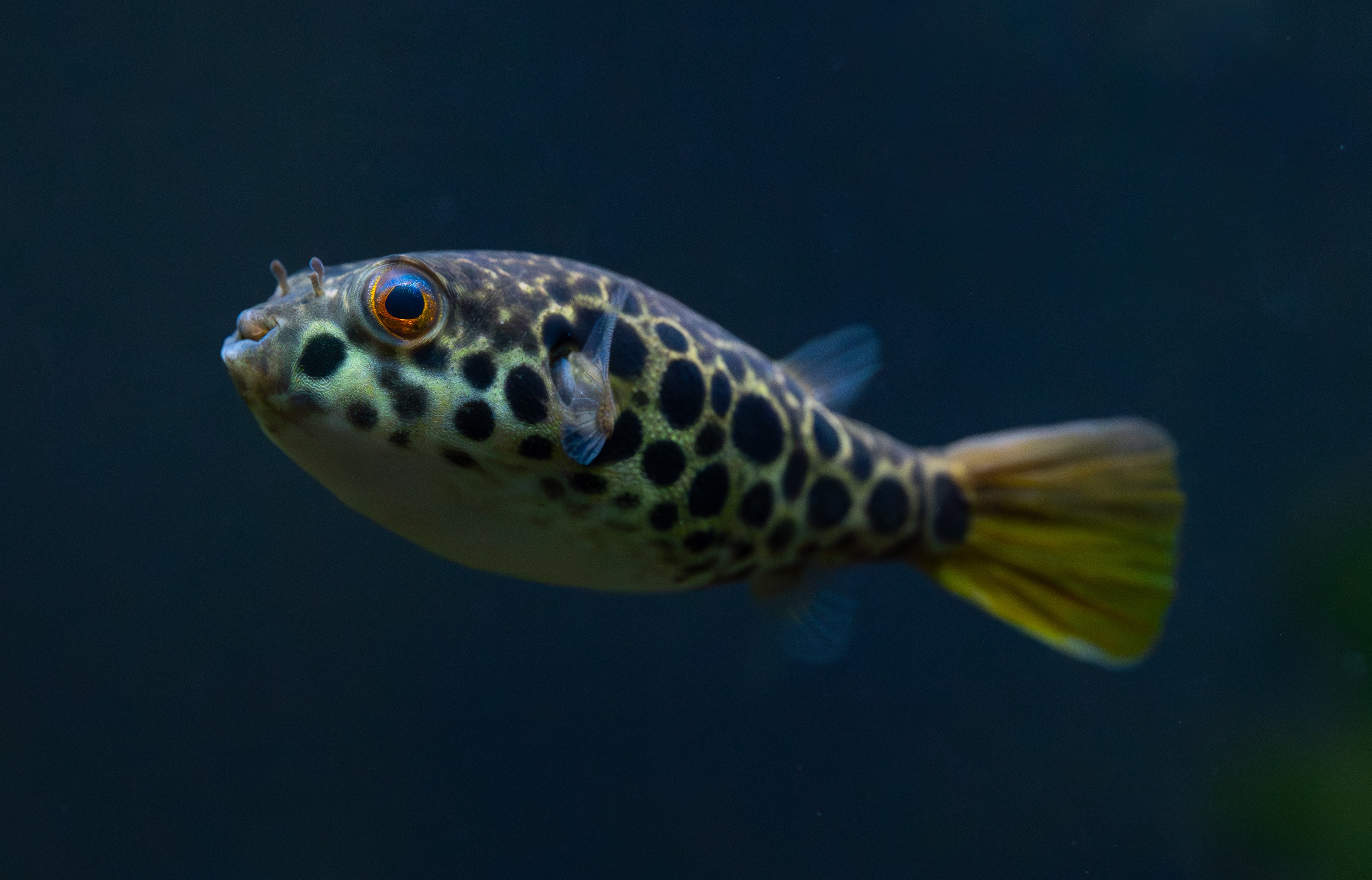 Spotted Congo Puffer