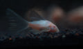 Longfin Albino Corydoras