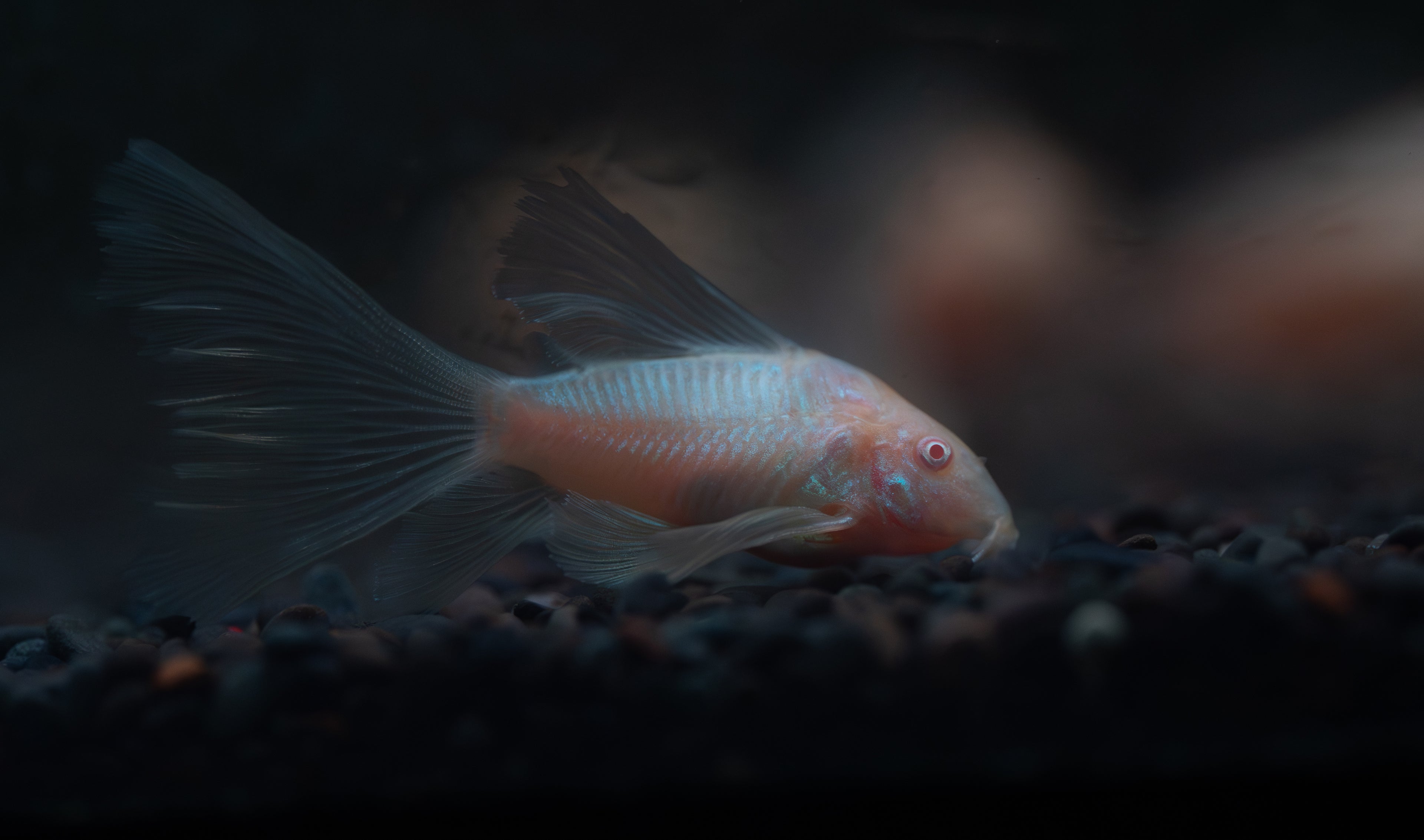 Longfin Albino Corydoras