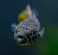 Spotted Congo Puffer