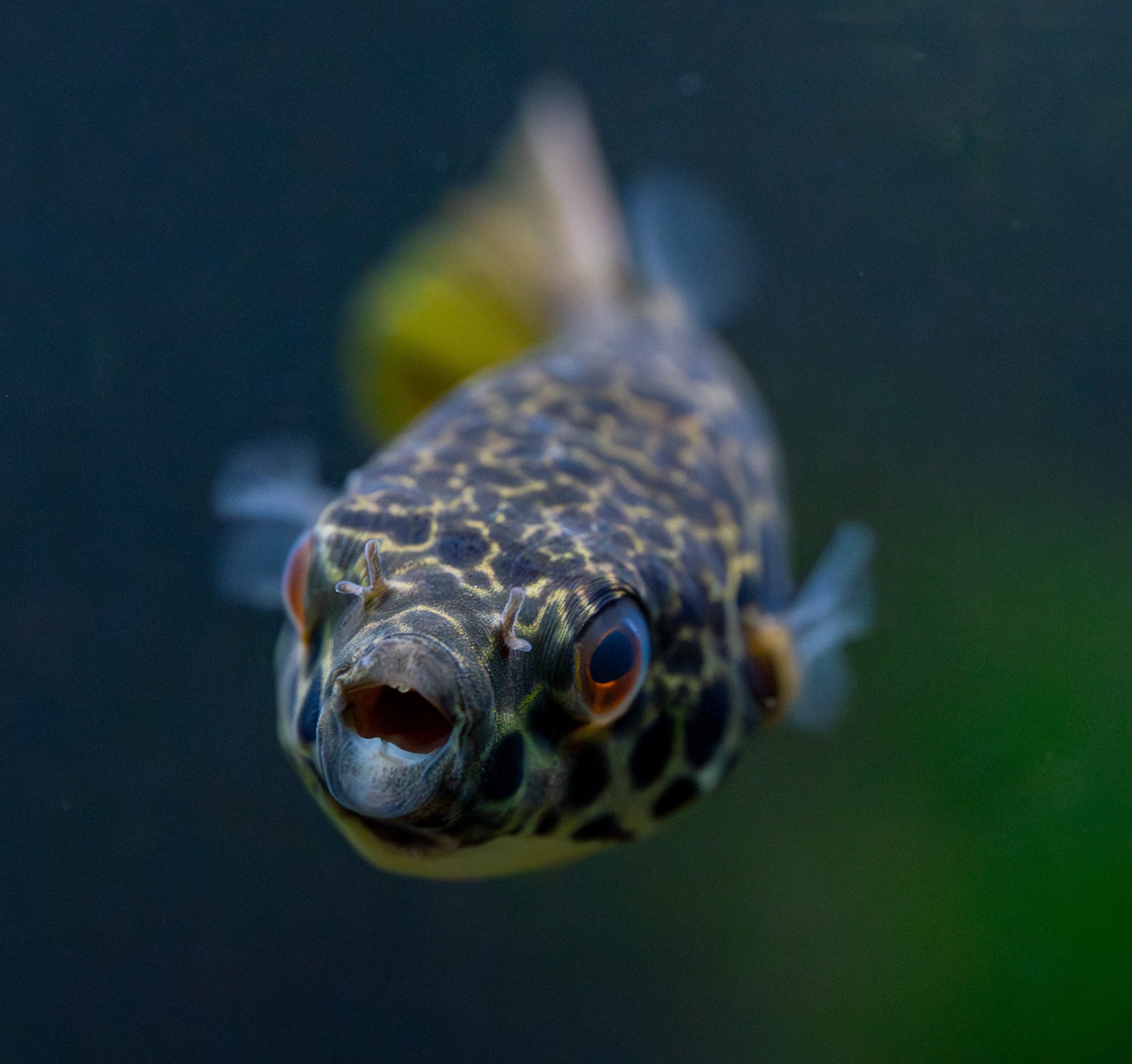 Spotted Congo Puffer