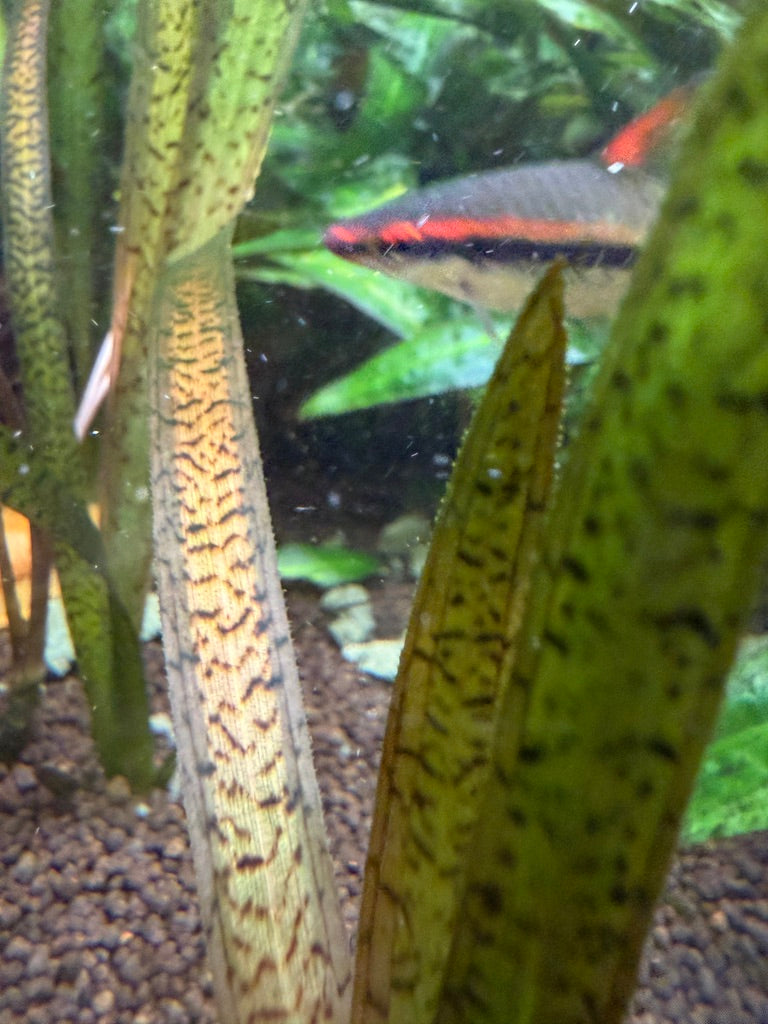 Red Tiger Vallisneria