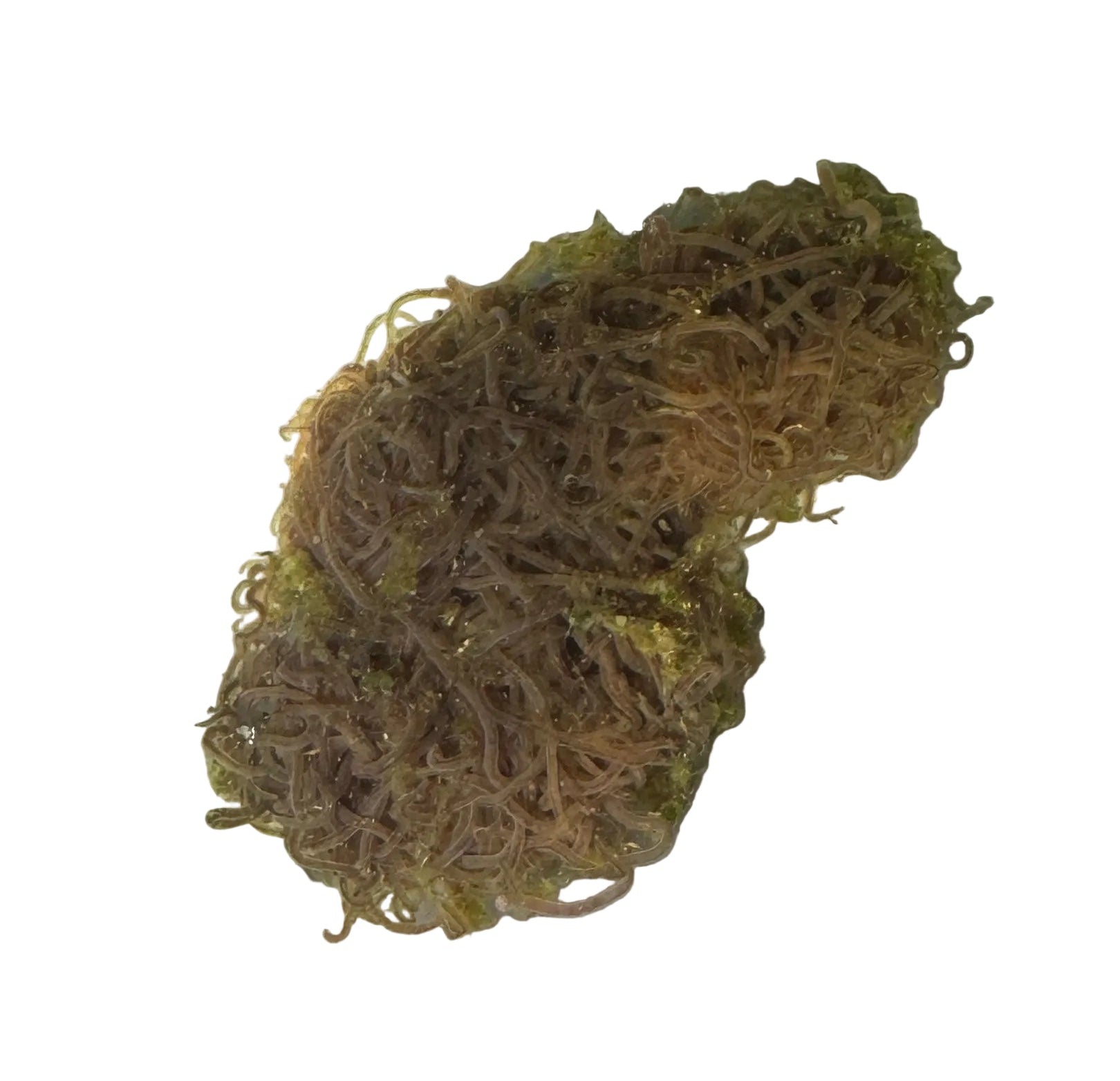 Blackworm Culture