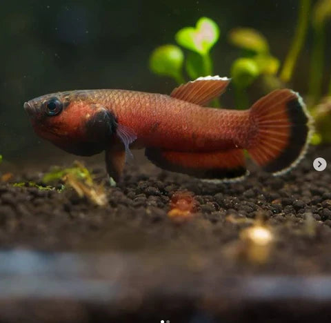 Betta Channoides