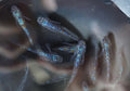 Golden Blue Saphire Medaka Ricefish