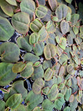 Red root floater (Phyllanthus fluitans) floating aquarium plant
