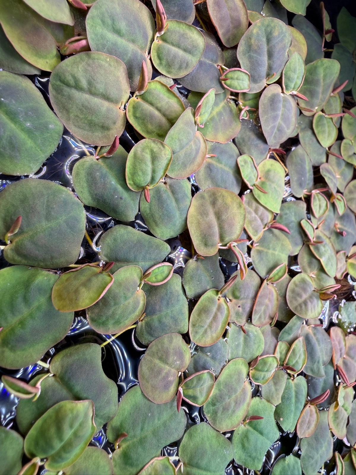 Red root floater (Phyllanthus fluitans) floating aquarium plant