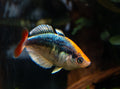 Kali Tawa Rainbowfish