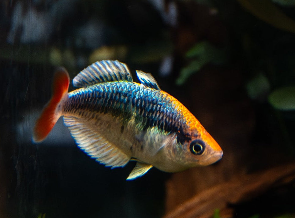 Kali Tawa Rainbowfish